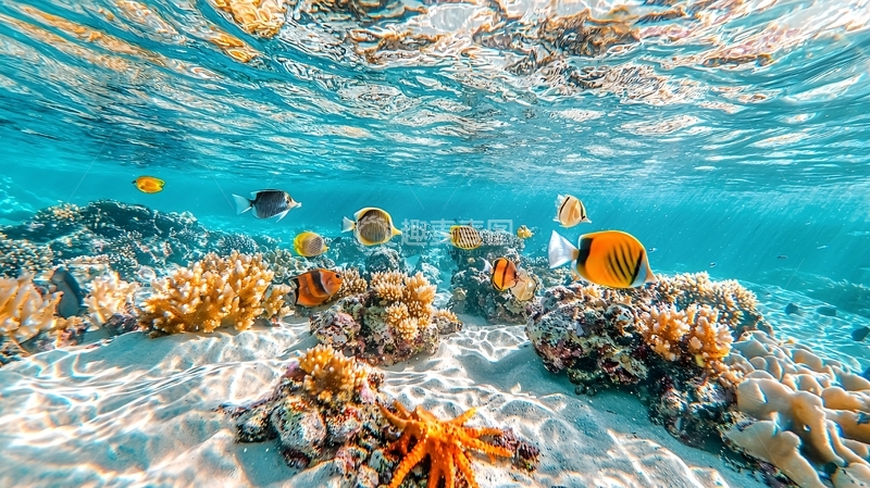 高清大图下载【趣麦麦图】清澈海水珊瑚礁鱼群