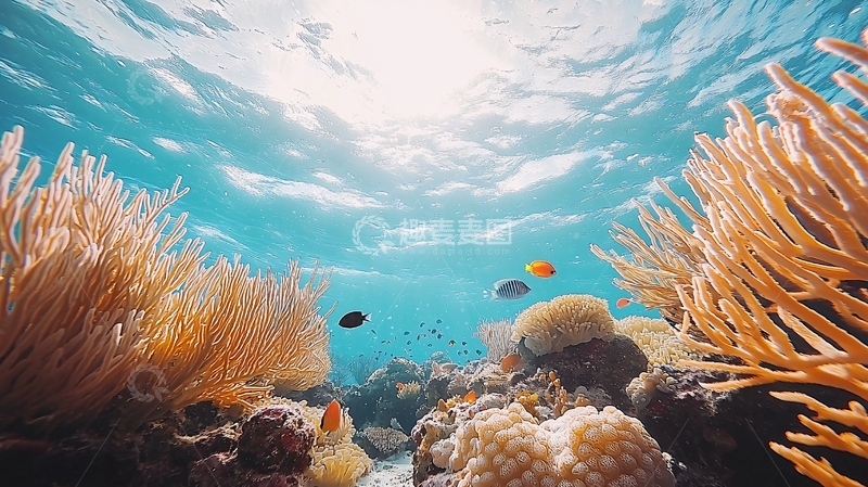 高清大图下载【趣麦麦图】阳光透过海水照射珊瑚礁