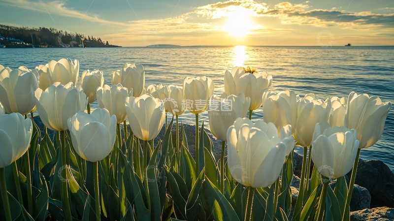 高清大图下载【趣麦麦图】夕阳西下海边白郁金香