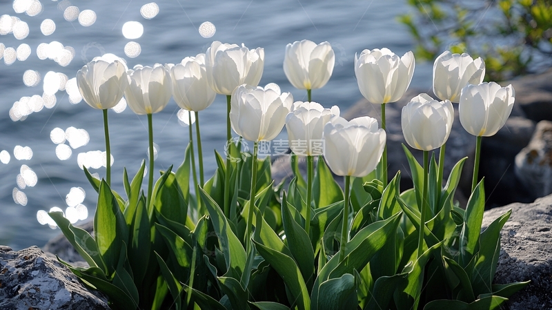 高清大图下载【趣麦麦图】水边盛开的白色郁金香