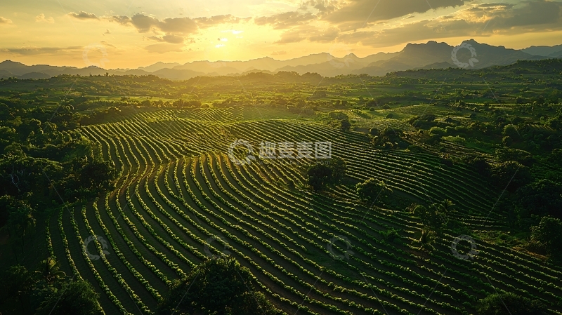 高清大图下载【趣麦麦图】夕阳下的梯田美景