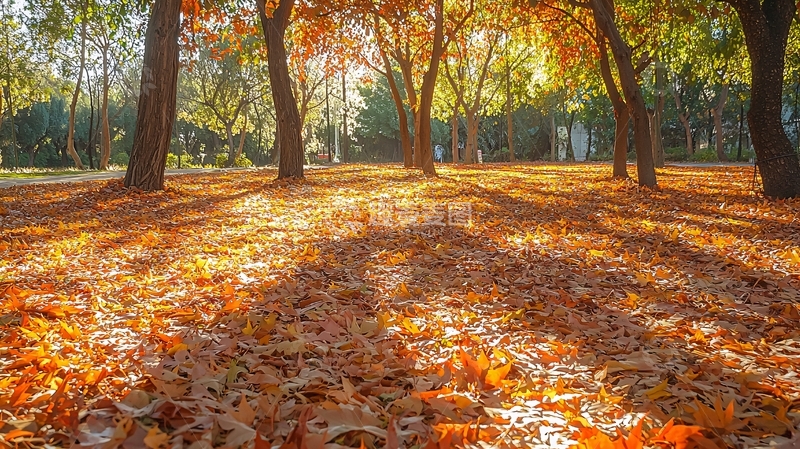 高清大图下载【趣麦麦图】秋日阳光下的落叶林