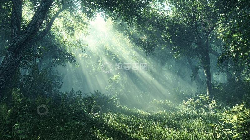 高清大图下载【趣麦麦图】阳光透过树林