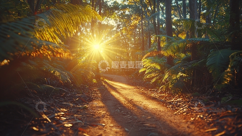高清大图下载【趣麦麦图】森林小路夕阳
