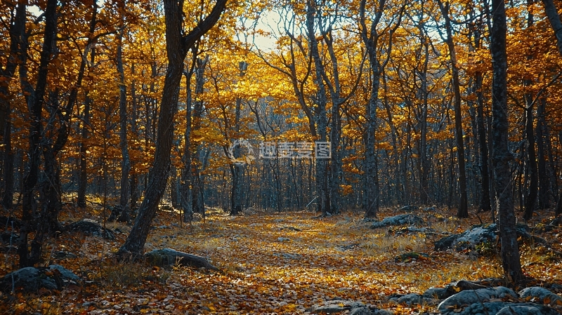 高清大图下载【趣麦麦图】秋日森林小路