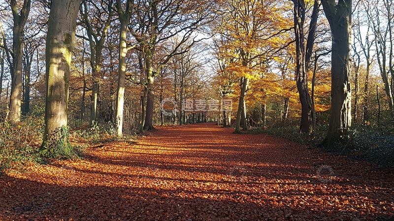 高清大图下载【趣麦麦图】秋日森林小路