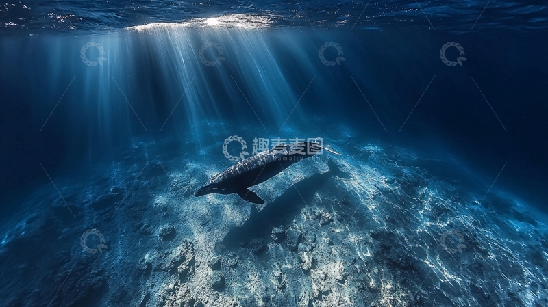 高清大图下载【趣麦麦图】深海鲸鱼光线母子