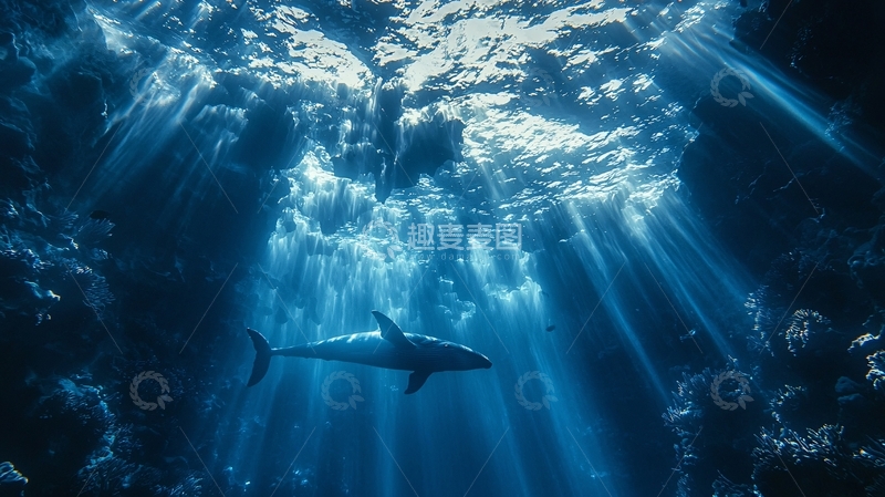 高清大图下载【趣麦麦图】深海鲨鱼光线洞穴