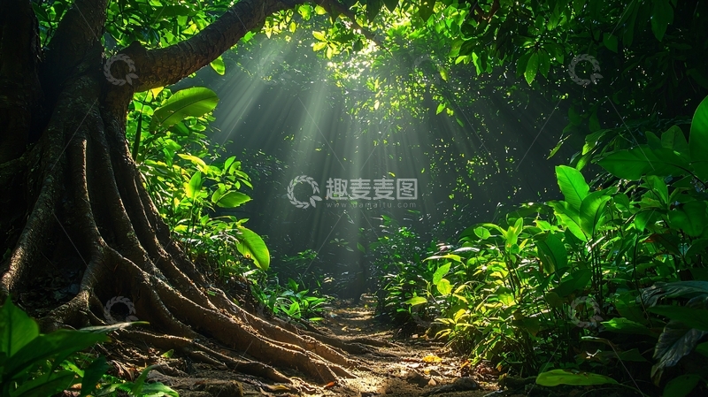 高清大图下载【趣麦麦图】热带雨林阳光透过树叶