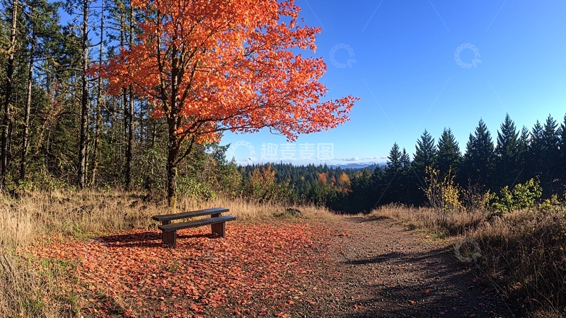 高清大图下载【趣麦麦图】秋日红叶小路长椅