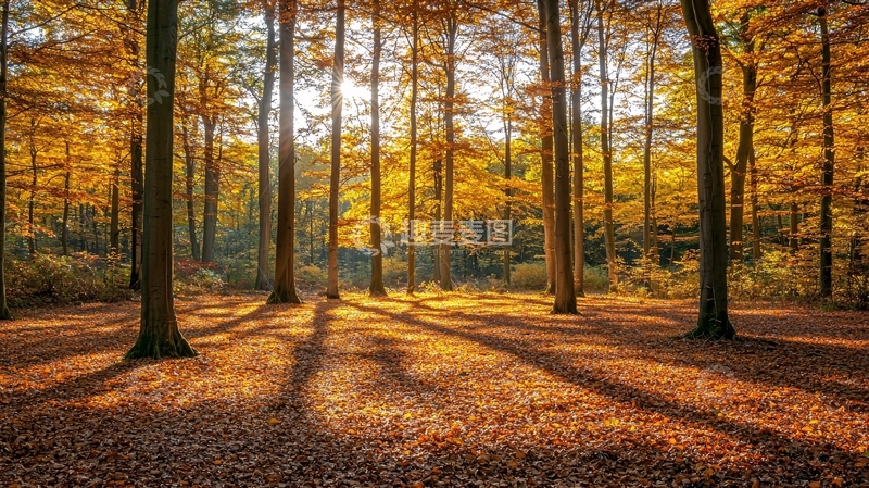 高清大图下载【趣麦麦图】秋日森林阳光洒满落叶
