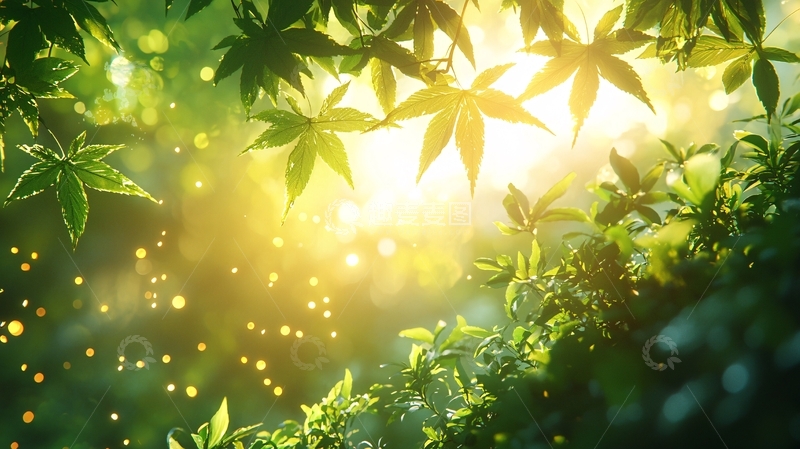 高清大图下载【趣麦麦图】阳光透过绿叶