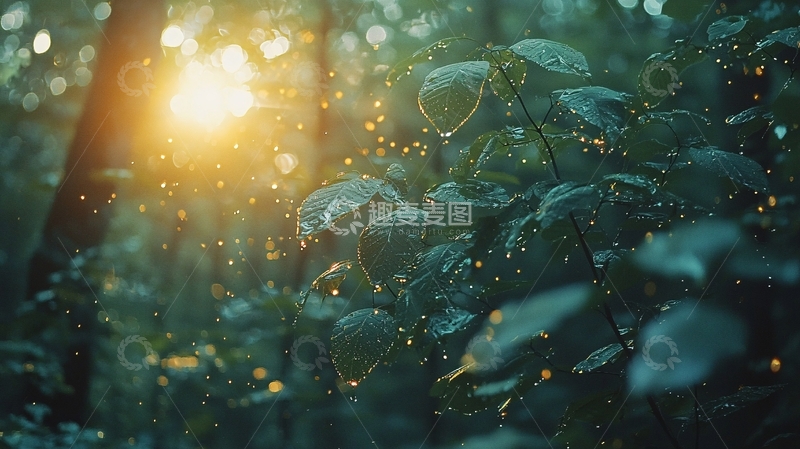 高清大图下载【趣麦麦图】森林阳光