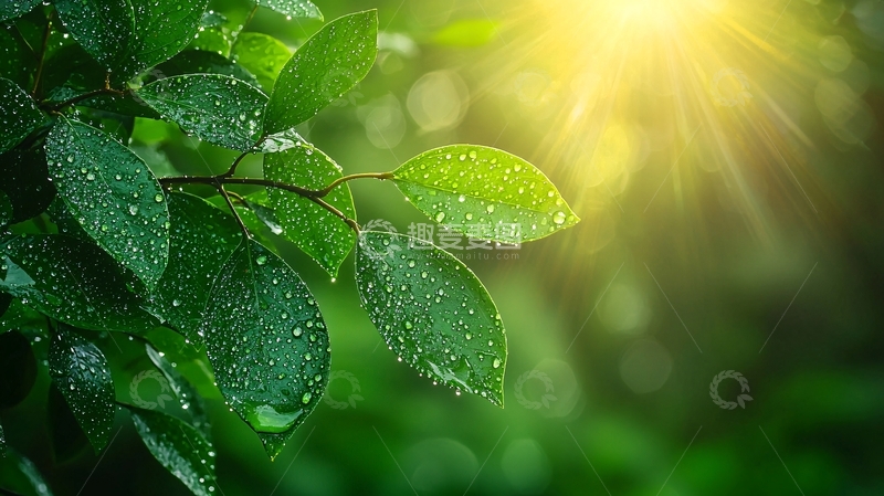 高清大图下载【趣麦麦图】阳光雨露绿叶