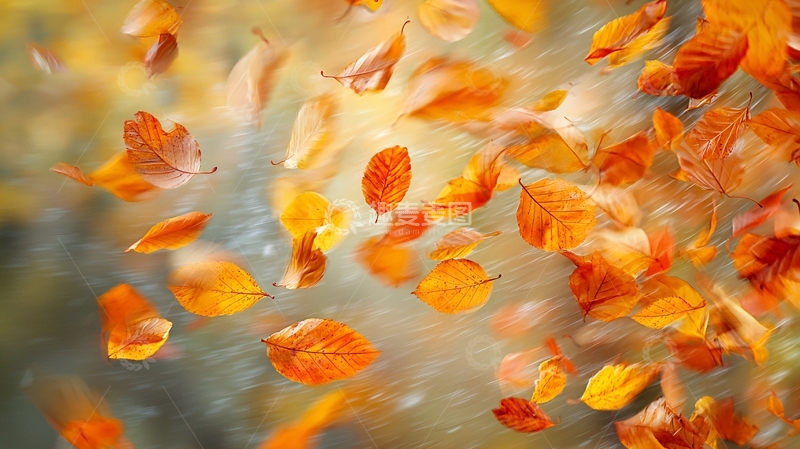 高清大图下载【趣麦麦图】飘舞的秋叶