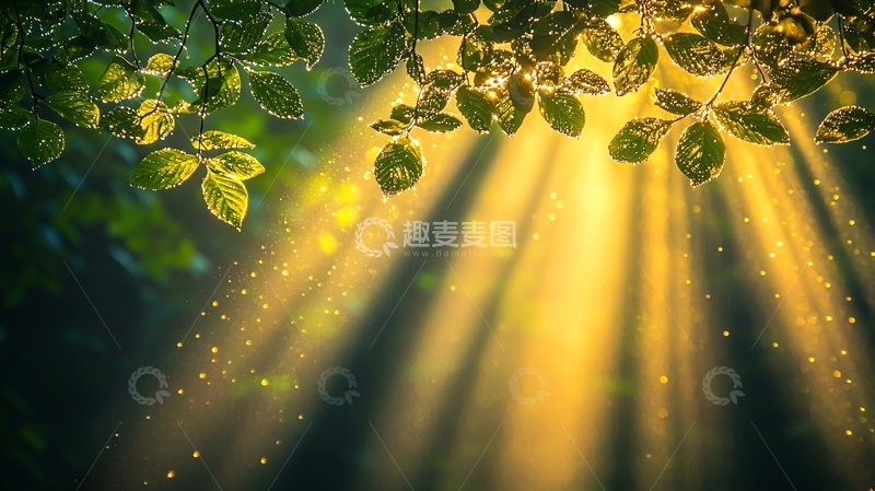 高清大图下载【趣麦麦图】阳光透过树叶