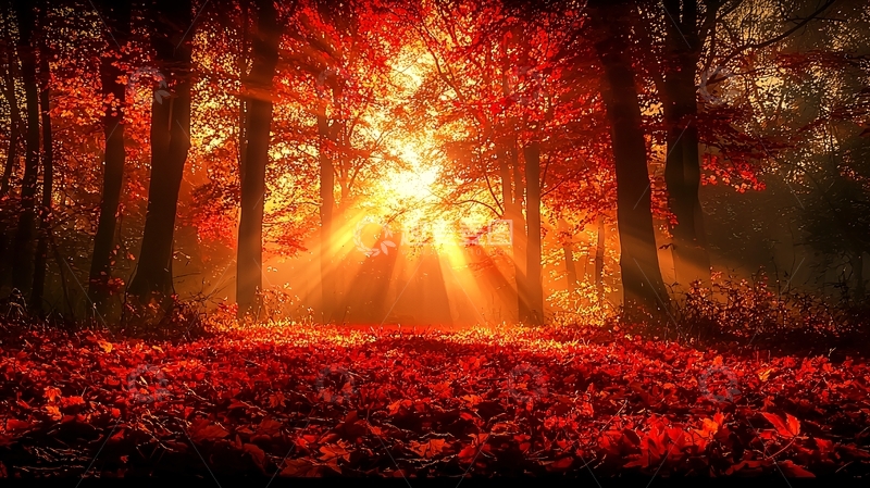 高清大图下载【趣麦麦图】红叶森林日出