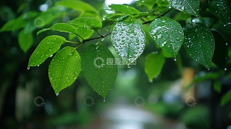 高清大图下载【趣麦麦图】雨后绿叶