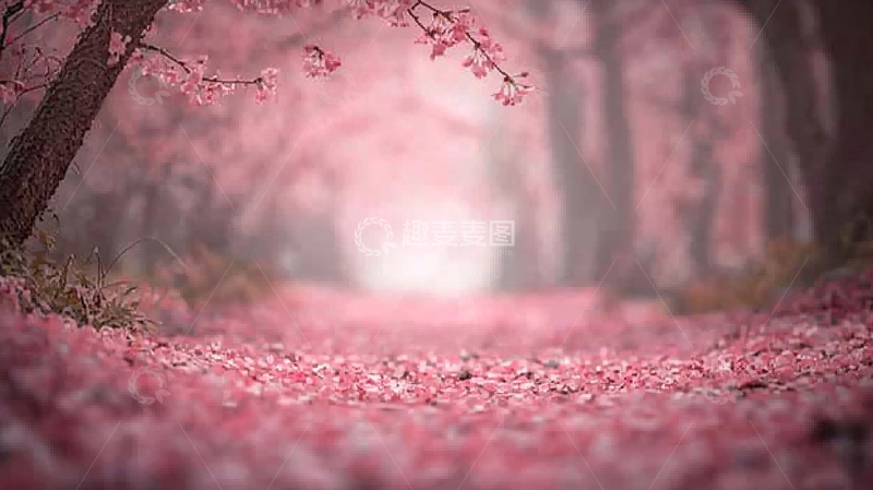 高清大图下载【趣麦麦图】粉色花瓣小路