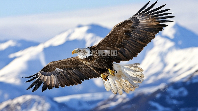 高清大图下载【趣麦麦图】白头鹰展翅飞翔雪山