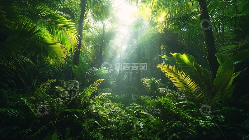 高清大图下载【趣麦麦图】热带雨林阳光透过树叶