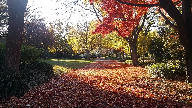 高清大图下载【趣麦麦图】秋日公园落叶小路