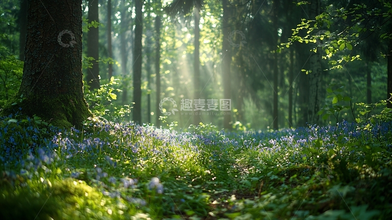 高清大图下载【趣麦麦图】阳光森林