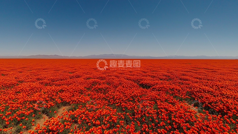 高清大图下载【趣麦麦图】红色罂粟花田