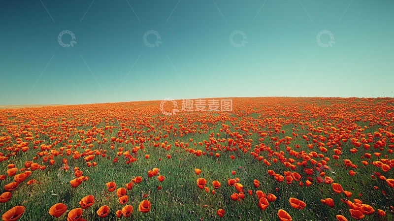 高清大图下载【趣麦麦图】红色罂粟花田