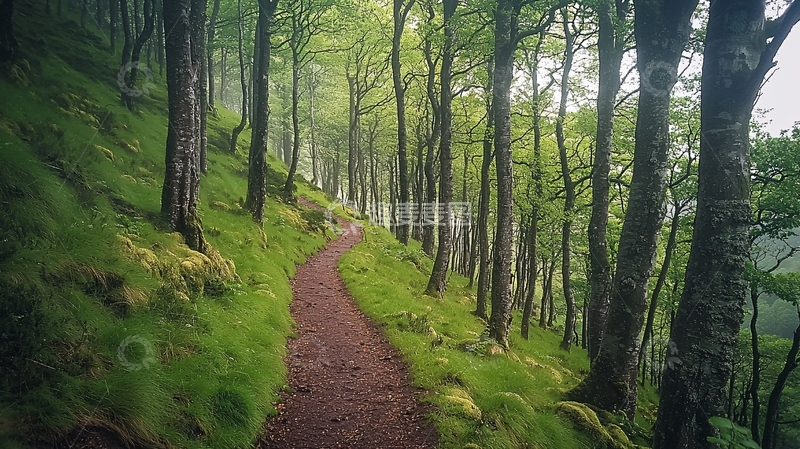 高清大图下载【趣麦麦图】森林小路