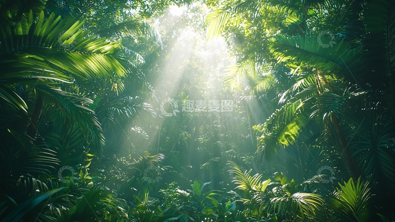 高清大图下载【趣麦麦图】热带雨林阳光透过树叶