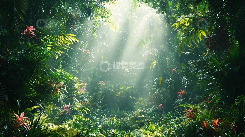 高清大图下载【趣麦麦图】热带雨林阳光透过树叶