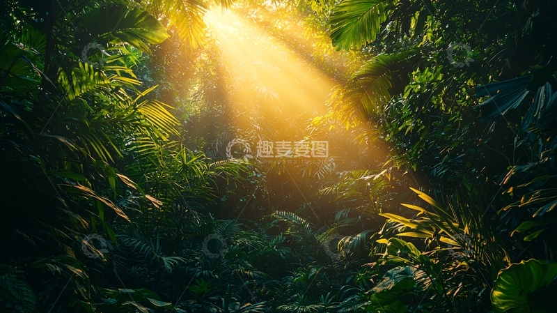 高清大图下载【趣麦麦图】热带雨林光线穿透