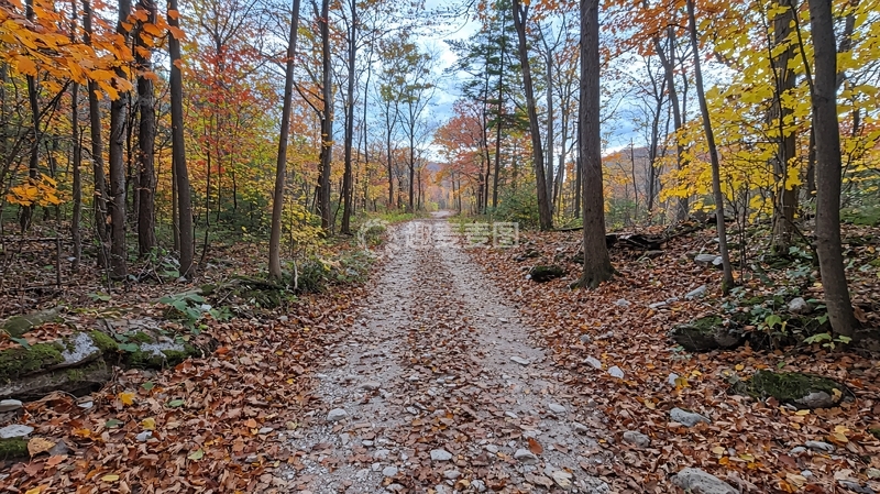 高清大图下载【趣麦麦图】秋日森林土路