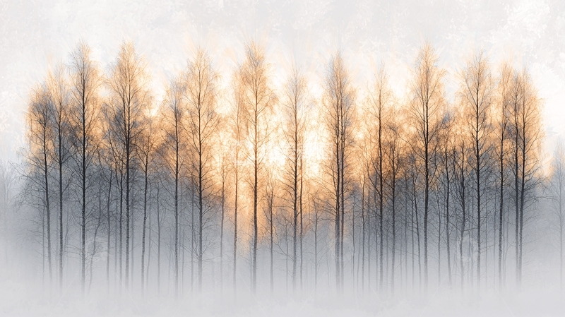 高清大图下载【趣麦麦图】极简雾中树林日出景色