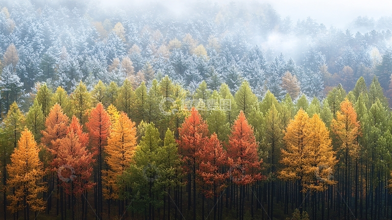 高清大图下载【趣麦麦图】雾气朦胧的秋色森林