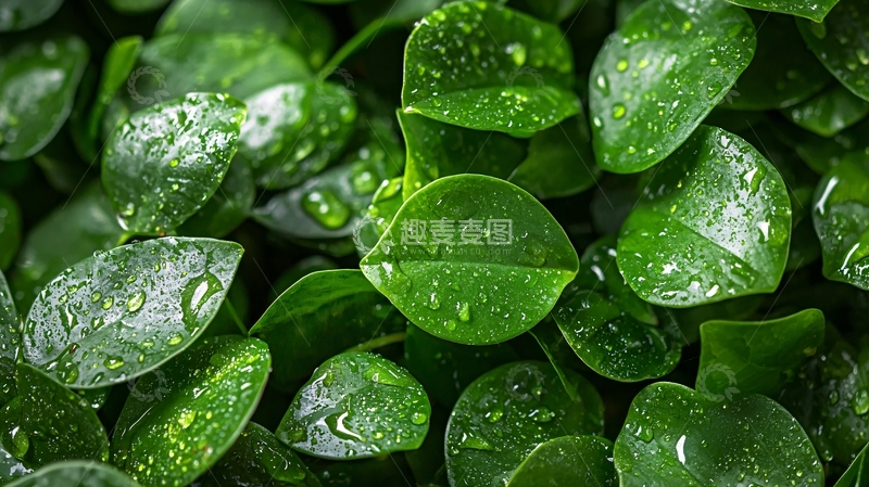 高清大图下载【趣麦麦图】绿叶高清图片