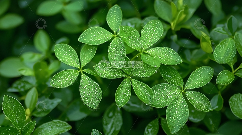 高清大图下载【趣麦麦图】绿叶