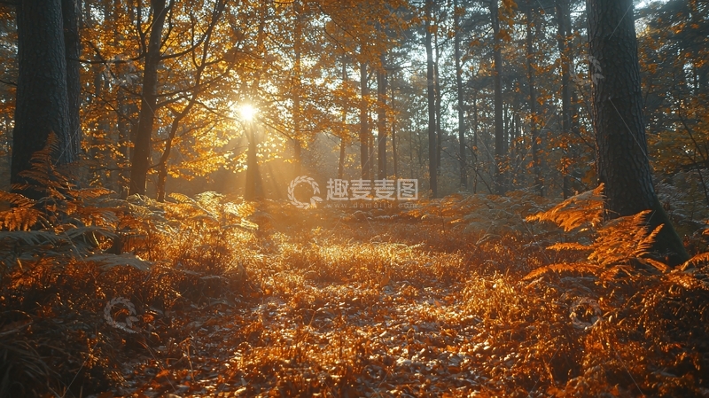 高清大图下载【趣麦麦图】秋日森林阳光洒照