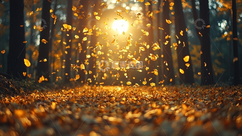 高清大图下载【趣麦麦图】阳光森林落叶