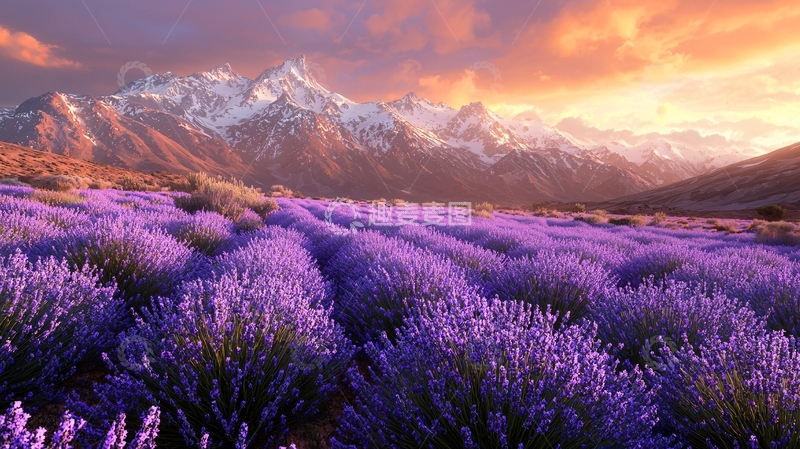 高清大图下载【趣麦麦图】雪山日落薰衣草田