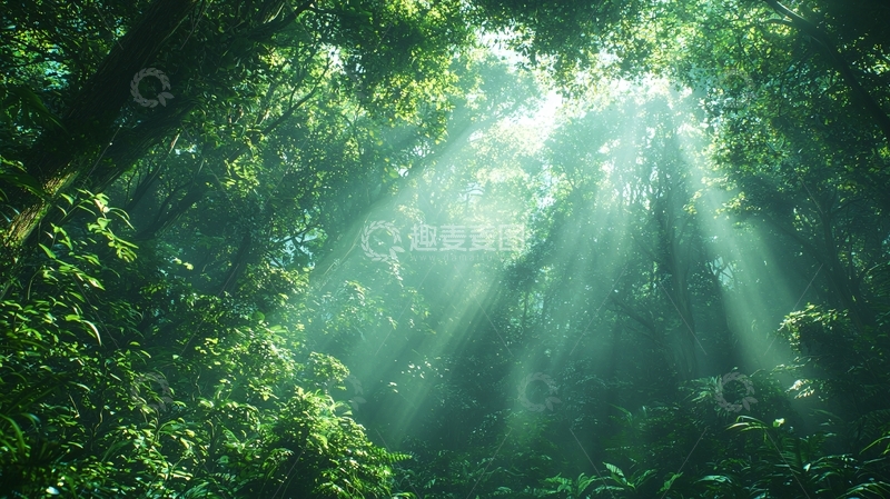 高清大图下载【趣麦麦图】阳光透过树林