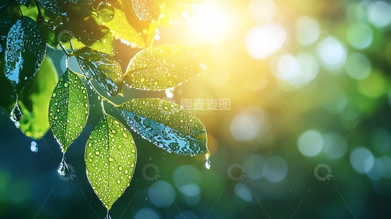 高清大图下载【趣麦麦图】阳光雨露下的绿叶