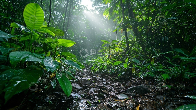 高清大图下载【趣麦麦图】热带雨林深处小溪