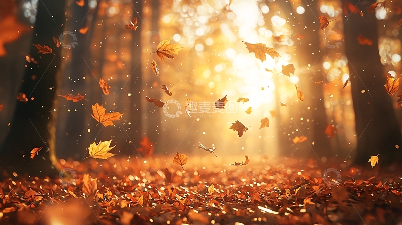 高清大图下载【趣麦麦图】阳光森林落叶
