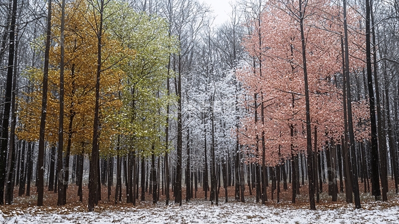 高清大图下载【趣麦麦图】初冬雪景森林树木