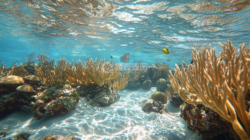 高清大图下载【趣麦麦图】阳光下的珊瑚礁