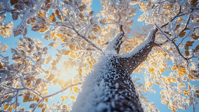 高清大图下载【趣麦麦图】雪后阳光照耀下的树