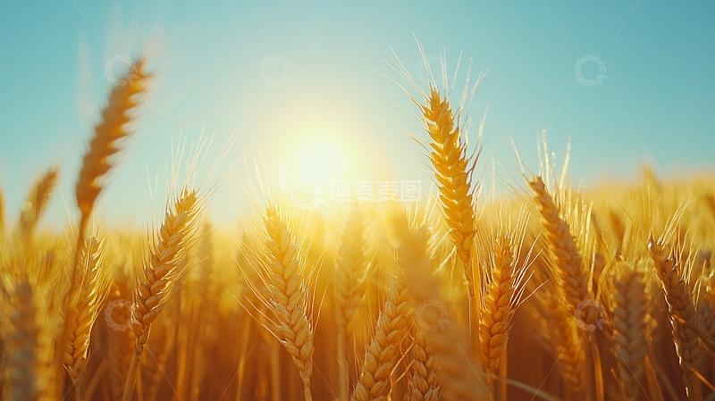 高清大图下载【趣麦麦图】金黄麦田夕阳景色