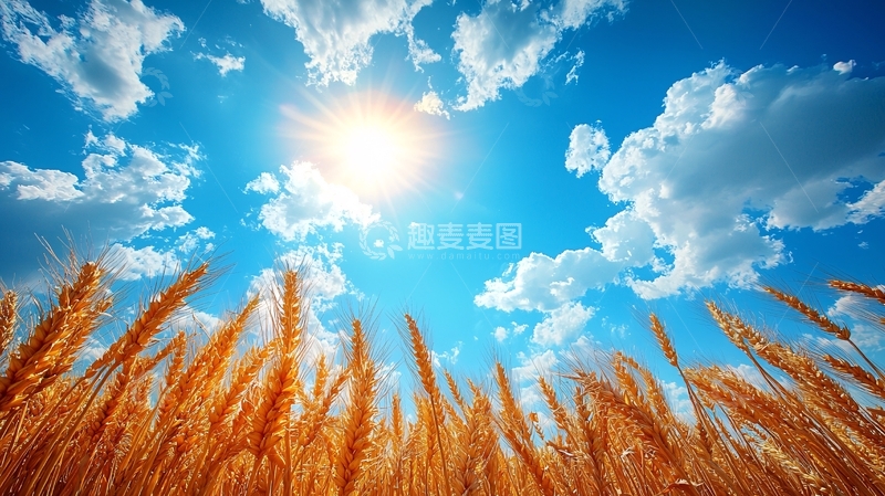 高清大图下载【趣麦麦图】麦田